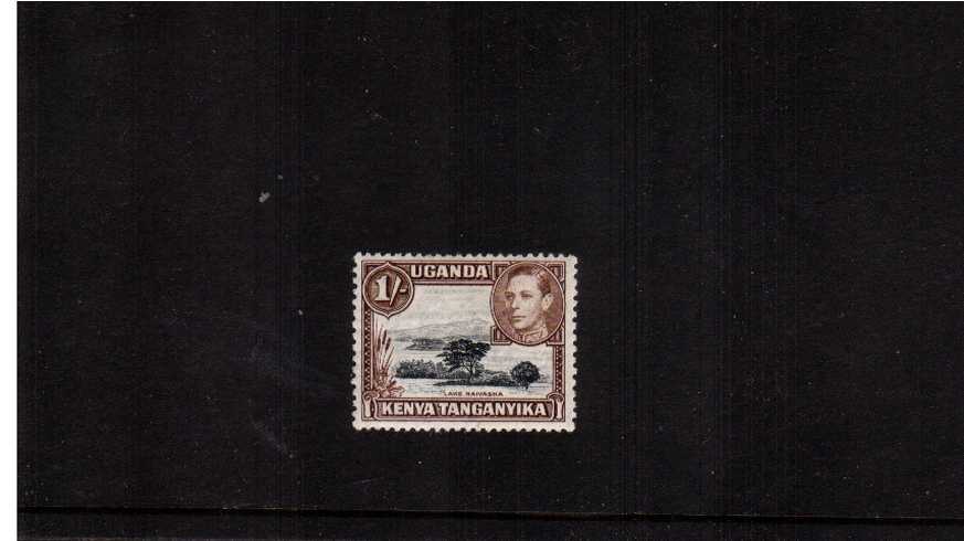 1/- Black and Brown definitive single - Perforation 13x11.<br/> A fine lightly mounted mint single.